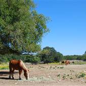 Flying L Guest Ranch