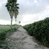 Grapefruit Orchard