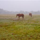 Dockery Ranch