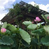 Buu Mon Buddhist Temple