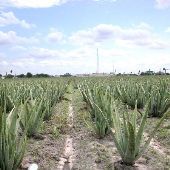 Aloe Vera Fields