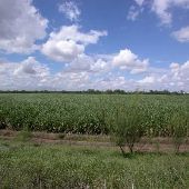 Sugar Cane Crops on Highway 106