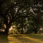 The Oaks of Anahuac