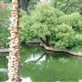 Japanese Tea Garden at Brackenridge Park