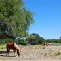 Flying L Guest Ranch