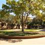 Texas A&M University
