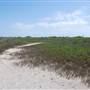Matagorda Island
