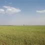 Wheat Field on SH114