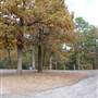 Davey Dogwood Park