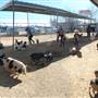Animal World and Snake Farm