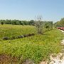 Texas State Railroad