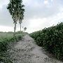 Grapefruit Orchard