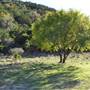 Madrone Ranch