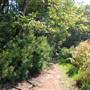 Tyler State Park