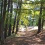 Tyler State Park
