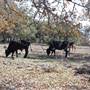 Henly Hill Ranch