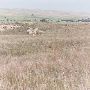 Arrington Ranch