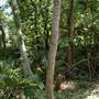 Palmetto State Park