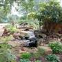 Hill Country Water Gardens & Nursery