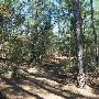 Buescher State Park
