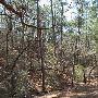 Buescher State Park
