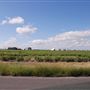 Cotton Fields on FM 1223