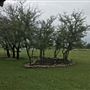 Obregon Ranch