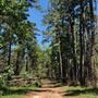 W G Jones State Forest