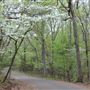 Davey Dogwood Park