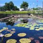 International Waterlily Collection