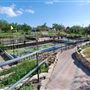 International Waterlily Collection