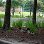 The Woodlands Waterway