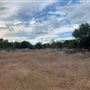 Rose Ranch