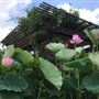 Buu Mon Buddhist Temple