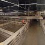 Navasota Livestock Auction