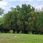 Blue Ranch