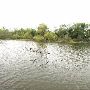 Sabal Palm Sanctuary