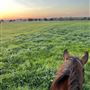 Shirttail Creek Farm