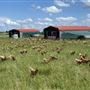 Shirttail Creek Farm