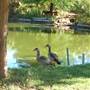 Clark Gardens Botanical Park