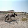Study Butte