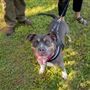 Rush Creek Dog Park