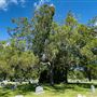 Sweeny Cemetery
