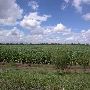 Sugar Cane Crops on Highway 106