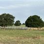 Fairlea Longhorn Ranch