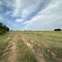 Fairlea Longhorn Ranch