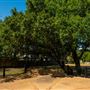 Freedom Tree Park