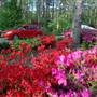 Nacogdoches Azalea Trail
