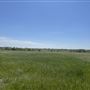 7D Hay & Cattle LLC