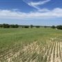 7D Hay & Cattle LLC
